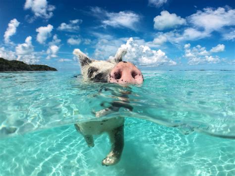 bahamas nude beach|Leis de Nudismo nas Bahamas